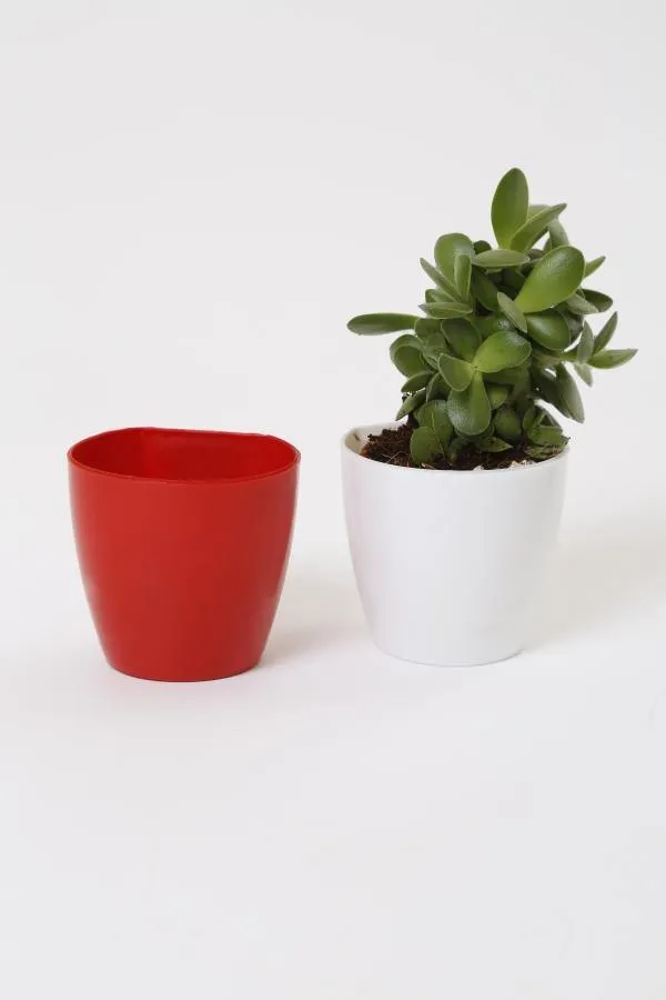 2.5" Magnetic Pot Red