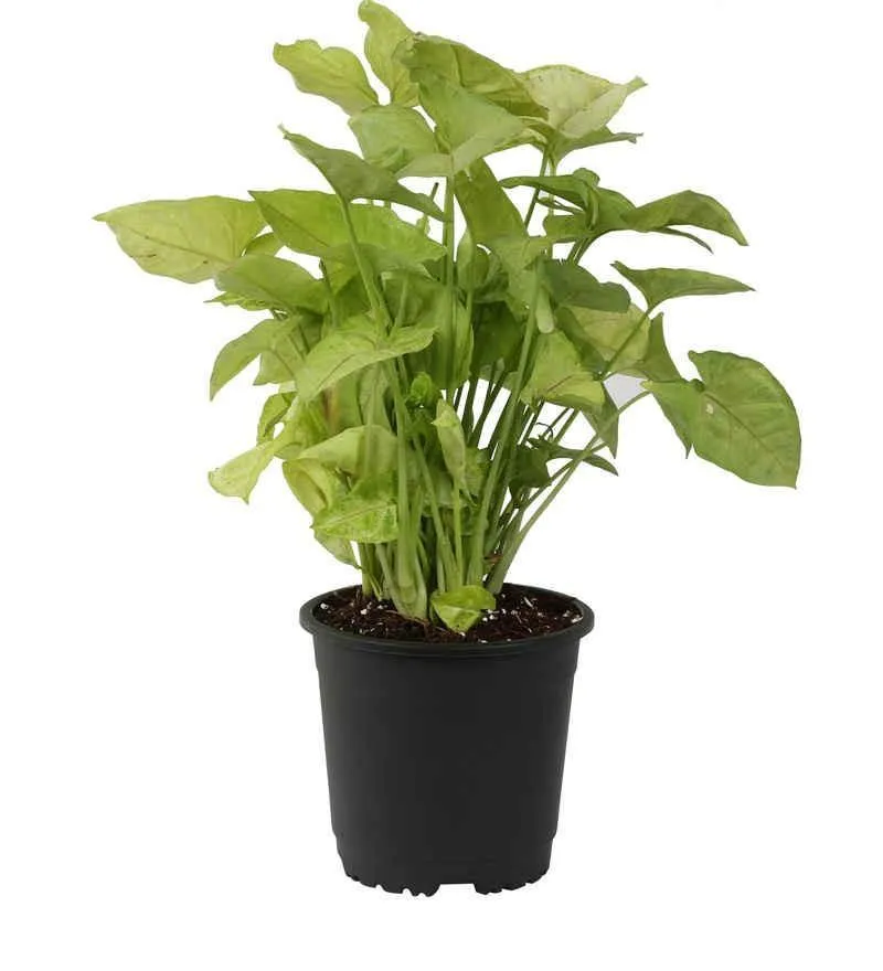 4" Flower Pot Black Colour Sunrise Series (10 cm)